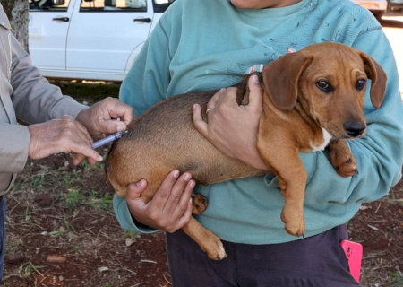 Dourados realiza drive-thru de vacinação de cães e gatos neste sábado