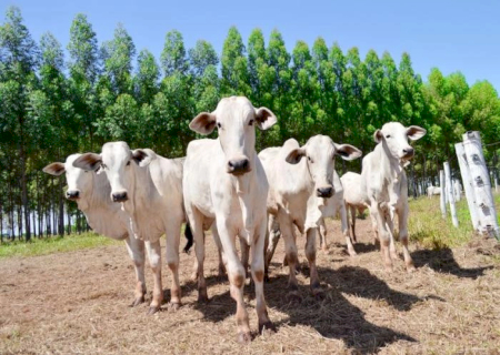 Por que o ciclo pecuário impacta as decisões do produtor e influenciam o preço da arroba do boi