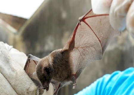Risco do vírus Nipah chegar ao Brasil existe, mas a chance de surto é baixa