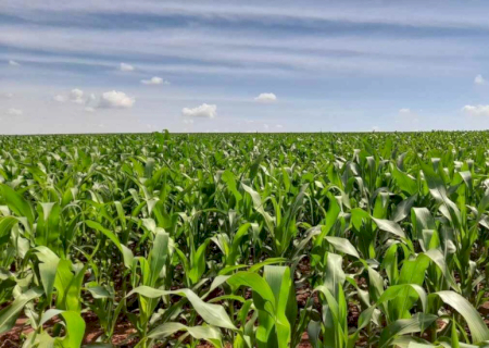 Fundect-MS recebe R$ 7,1 milhões para pesquisas voltadas à produção de soja e milho