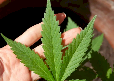 Anvisa define regras para produção de cannabis