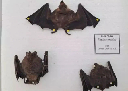 Estado confirma 1º caso de raiva animal do ano no norte de MS