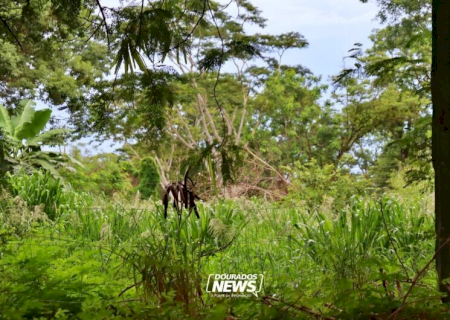 Donos de terrenos sujos começam a ser autuados pela Prefeitura