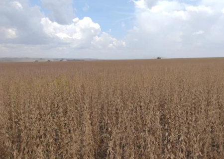 Região Sul lidera colheita da soja em Mato Grosso do Sul