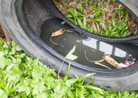 Mato Grosso do Sul registra 780 casos prováveis de dengue em 2026