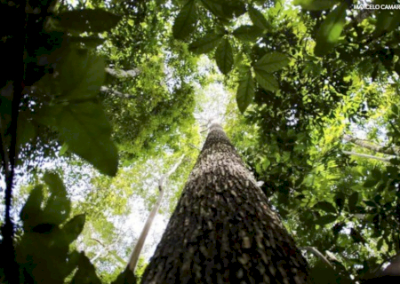 Áreas sob alertas de desmatamento caem 35% na Amazônia e 6% no Cerrado desde agosto