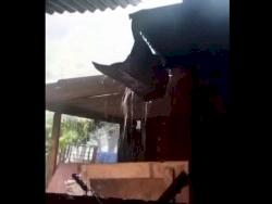 Árvores caem e abrigo de ovelhas é destelhado durante forte temporal em distrito(Video)