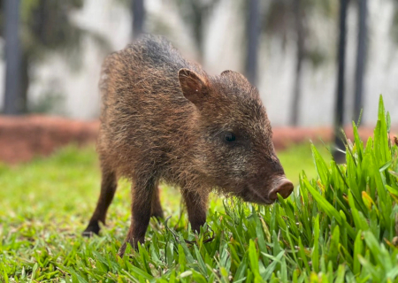 Conheça Flora, fêmea de cateto que não pode voltar à natureza e encontrou no Bioparque Pantanal um novo lar