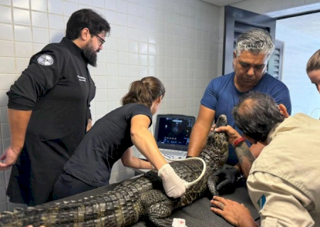 De biometria a ultrassom, jacarés do Bioparque Pantanal passam por check-up completo