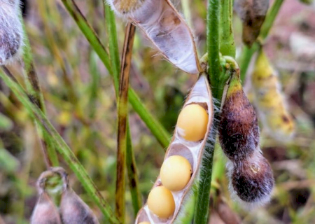 Colheita da soja avança em MS e já alcança 27,7% da área acompanhada