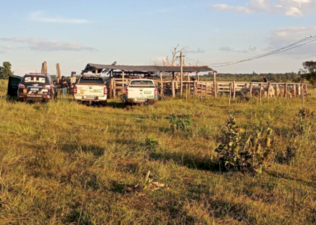 Pai e filho são presos 2 vezes em 48 horas por receptação de bovinos em MS