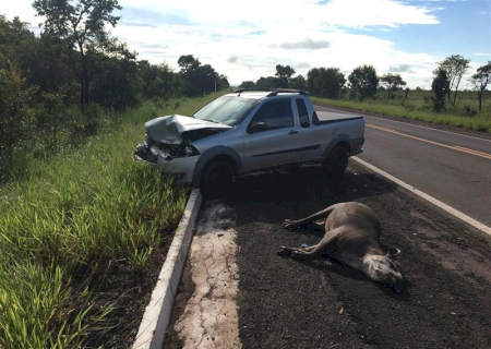 Ferramenta para reduzir atropelamentos de animais será lançada na COP15