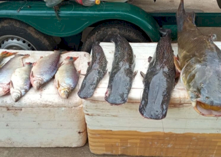 Fiscalização apreende 42 kg de pescado irregular e retira petrechos ilegais do Rio Ivinhema