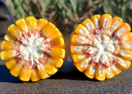 Exportações de grãos refletem cenário de oferta elevada e ajustes na demanda