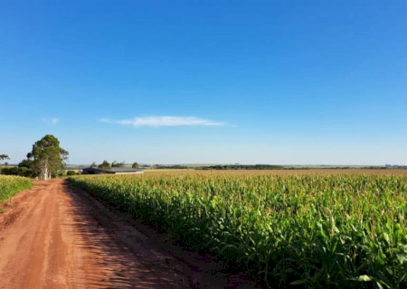 Produzir um hectare de milho custa quase R$ 5 mil em Mato Grosso do Sul