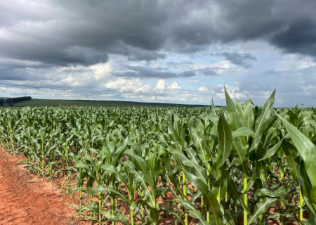 Milho 2ª safra mantém bom potencial produtivo em Mato Grosso do Sul