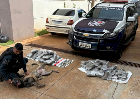 Cães farejadores encontram drogas em ônibus durante abordagem em frente à prefeitura