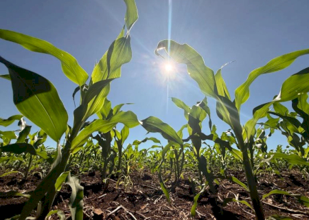 Crédito rural desacelera e recua 39,5% em Mato Grosso do Sul no mês de abril