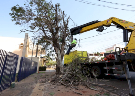 Prefeitura acelera supressão de árvores condenadas e ultrapassa mil mudas plantadas