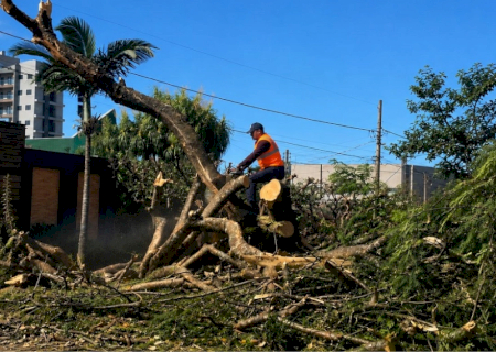 Prefeitura atua com rapidez após fortes chuvas e realiza remoção de árvores