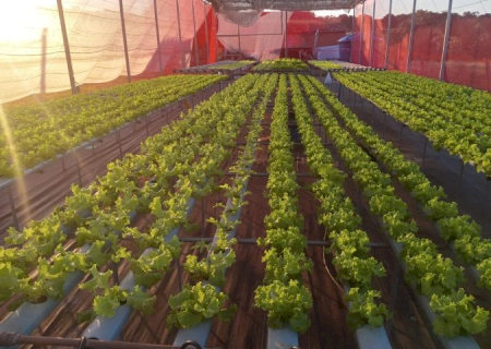 Agricultores de MS geram renda e perdem o medo da tecnologia